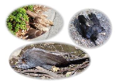 鳥死|野鳥の異常死の原因は？